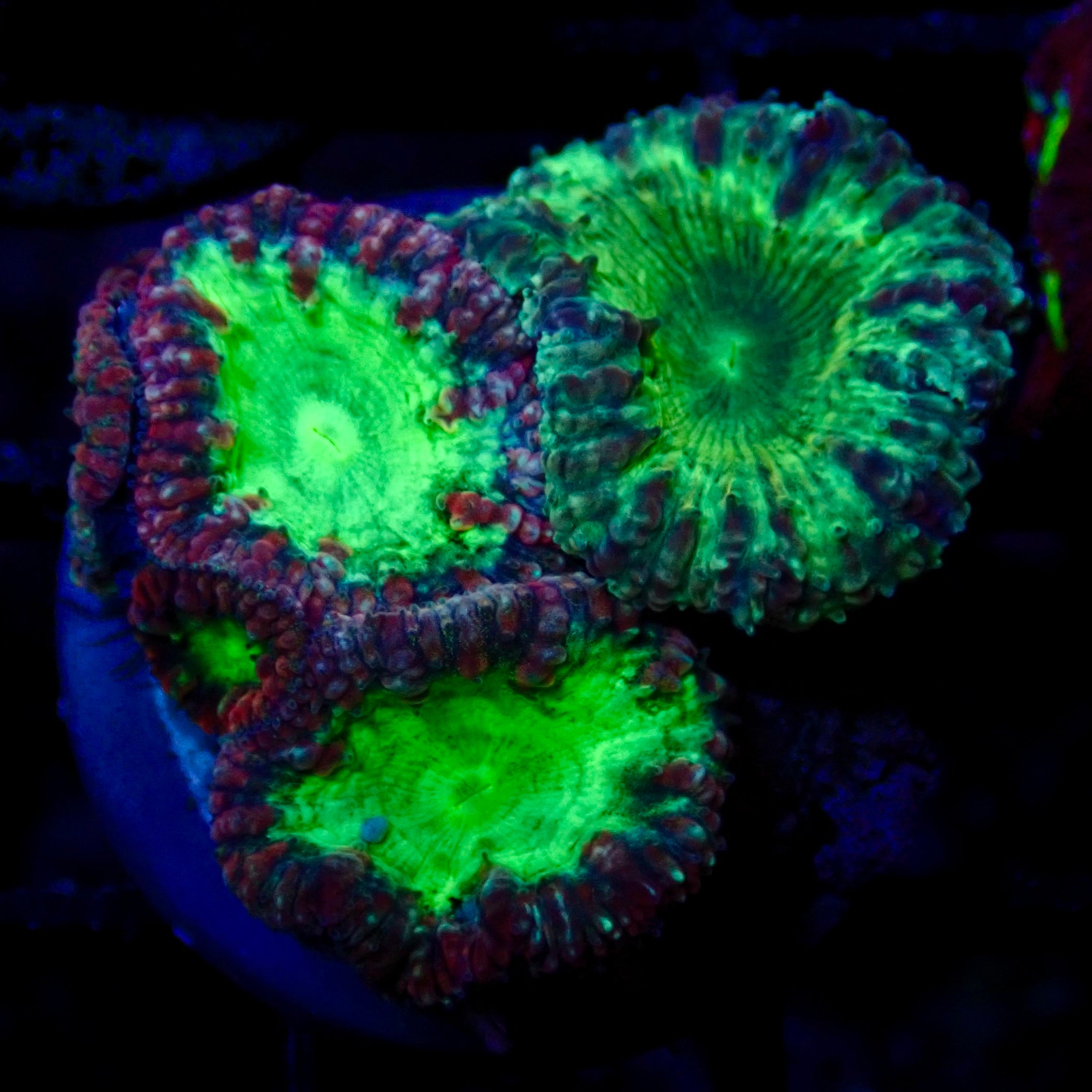 Blastomussa Frag 2B - WYSIWYG