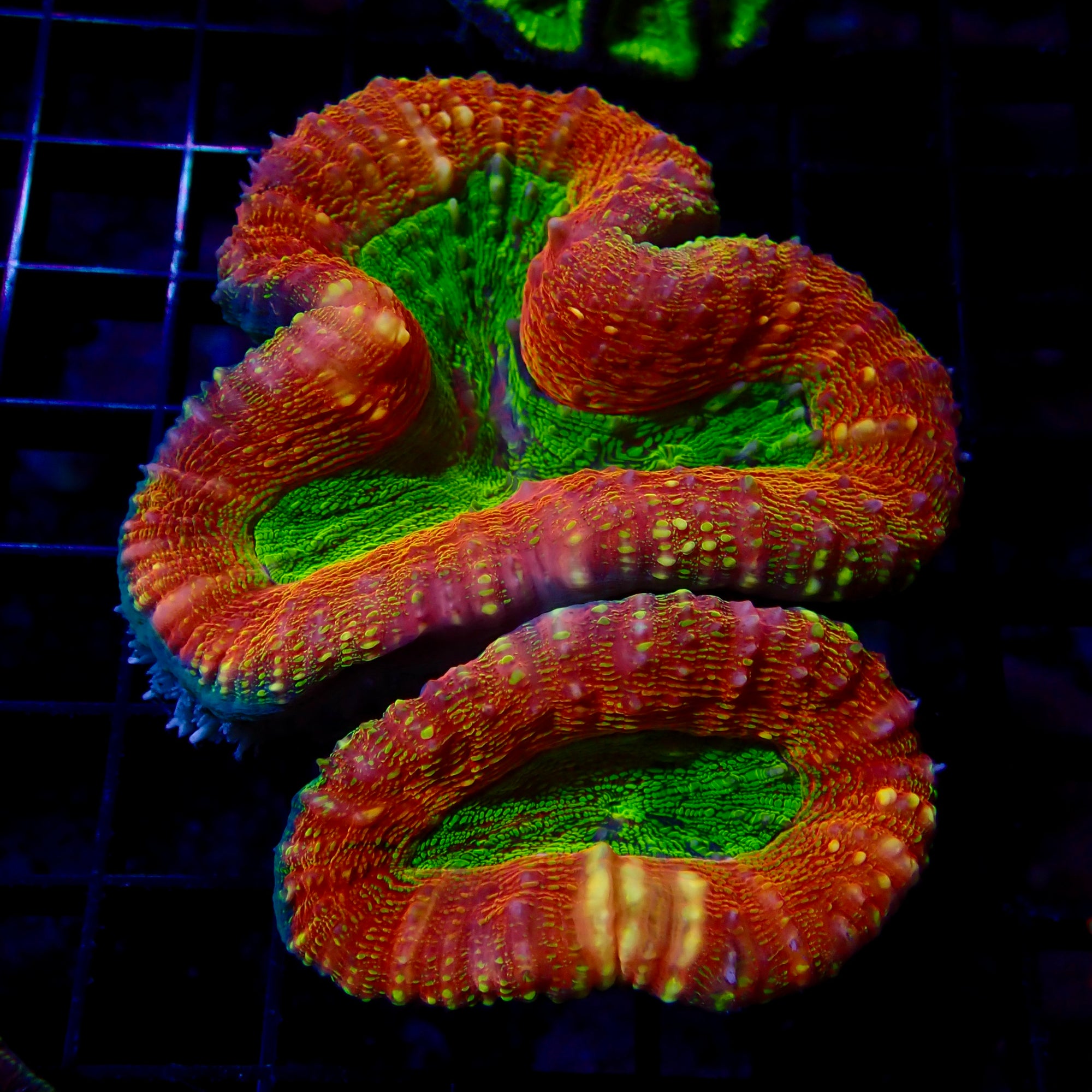 Lobophyllia