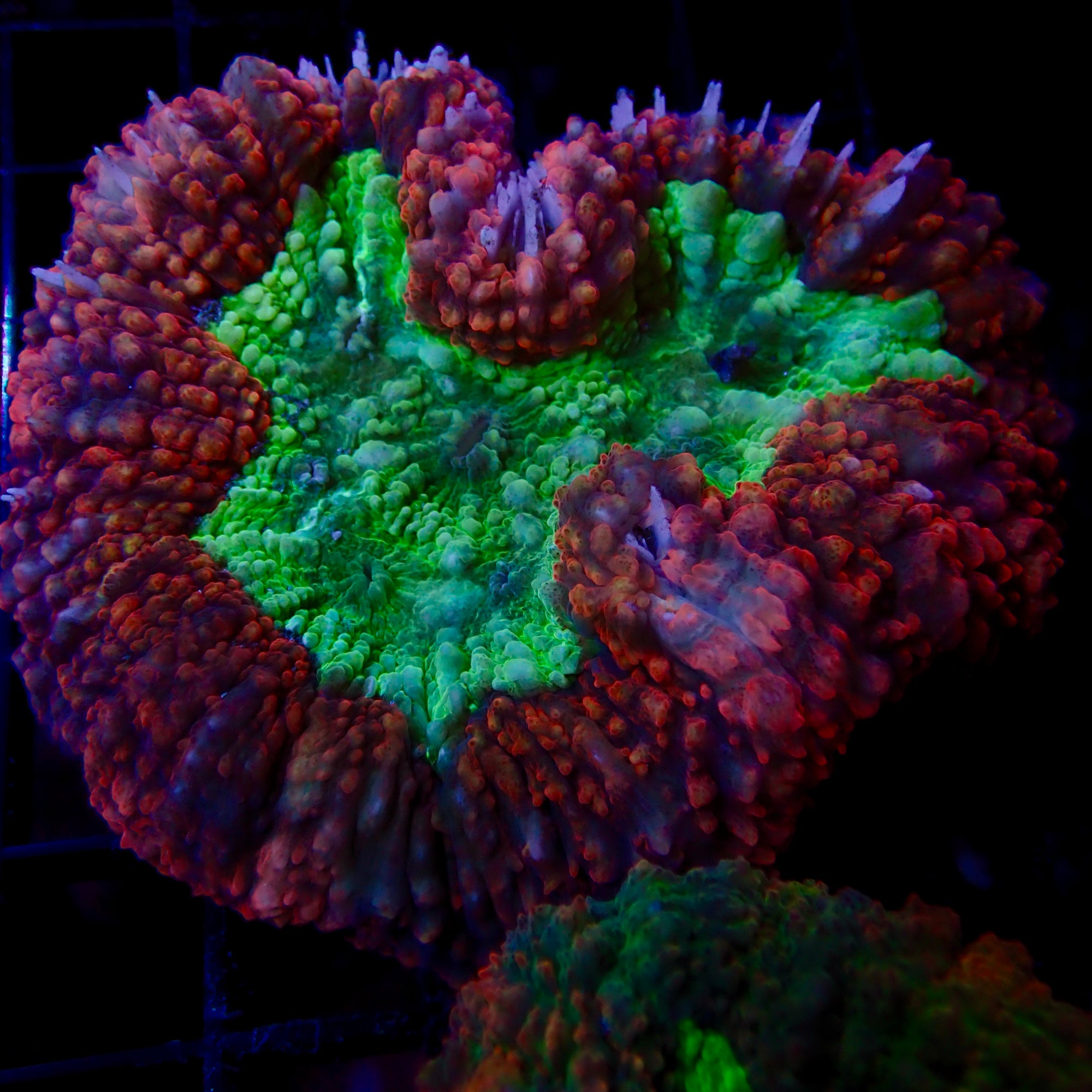 Lobophyllia