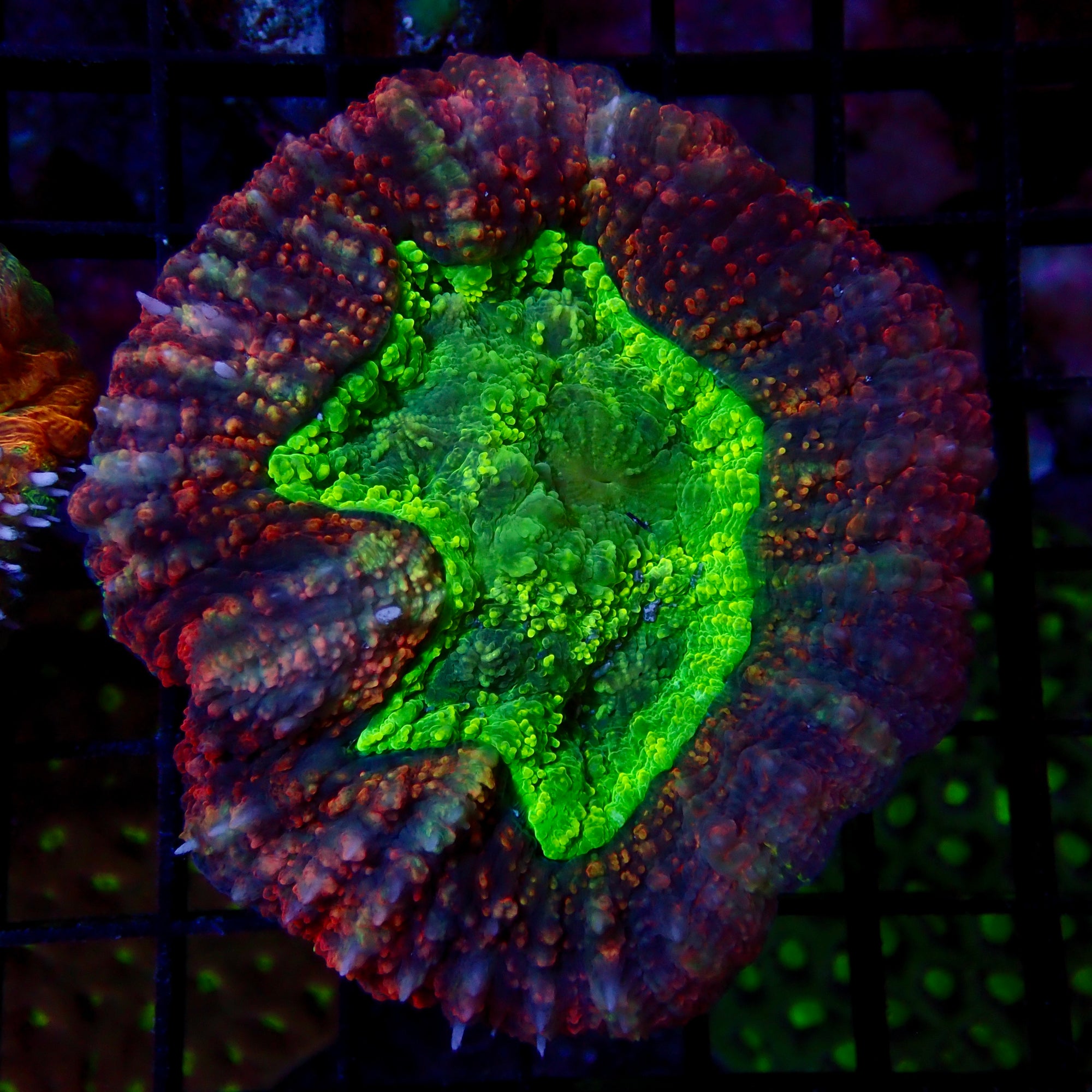 Lobophyllia