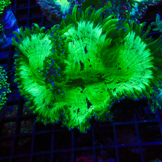Elegance Coral Mackay Ultra Grade