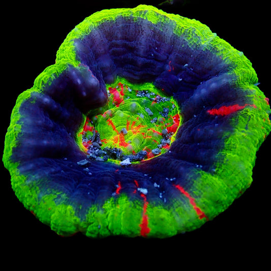 Scolymia Unusual Ultra Rare Ultra Grade