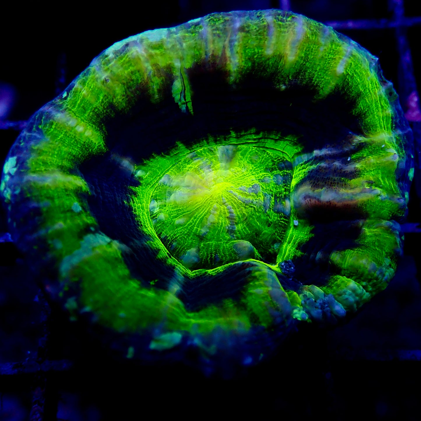 Scolymia UFO