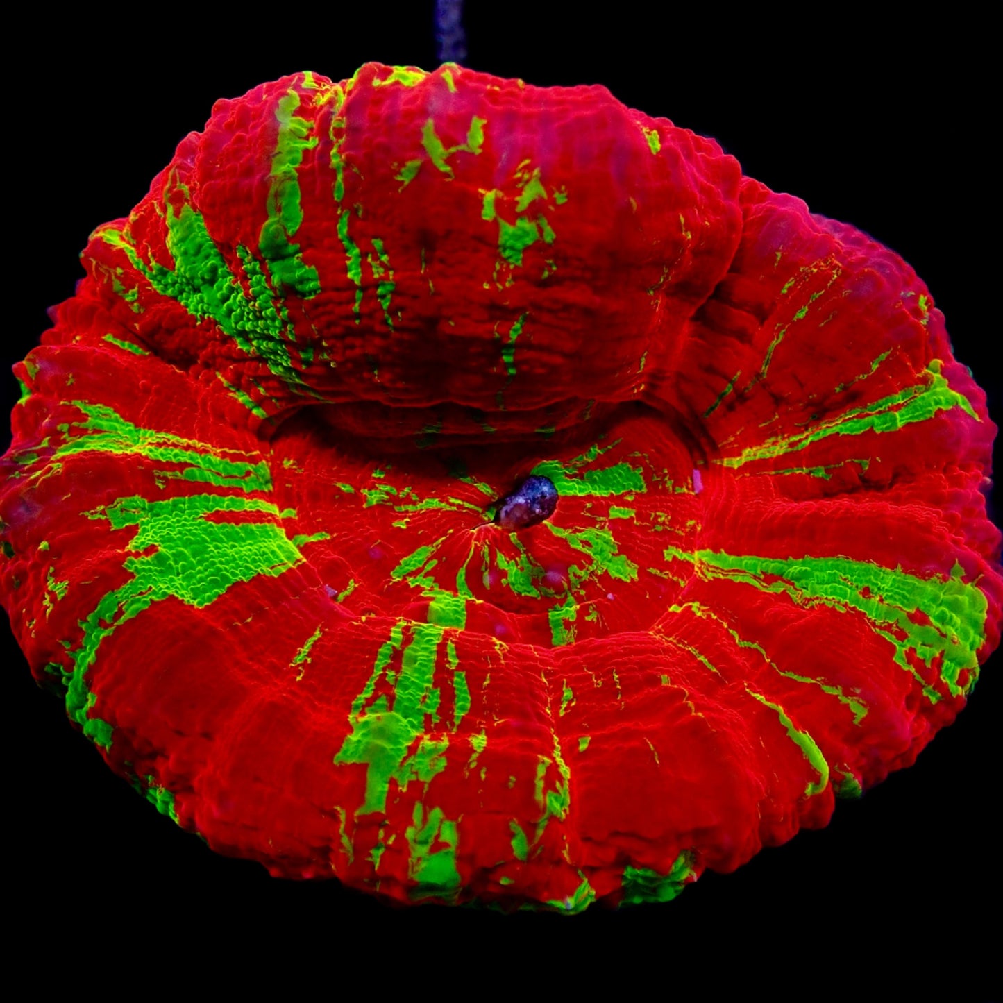 Scolymia Ultra Reversed Bleeding Apple