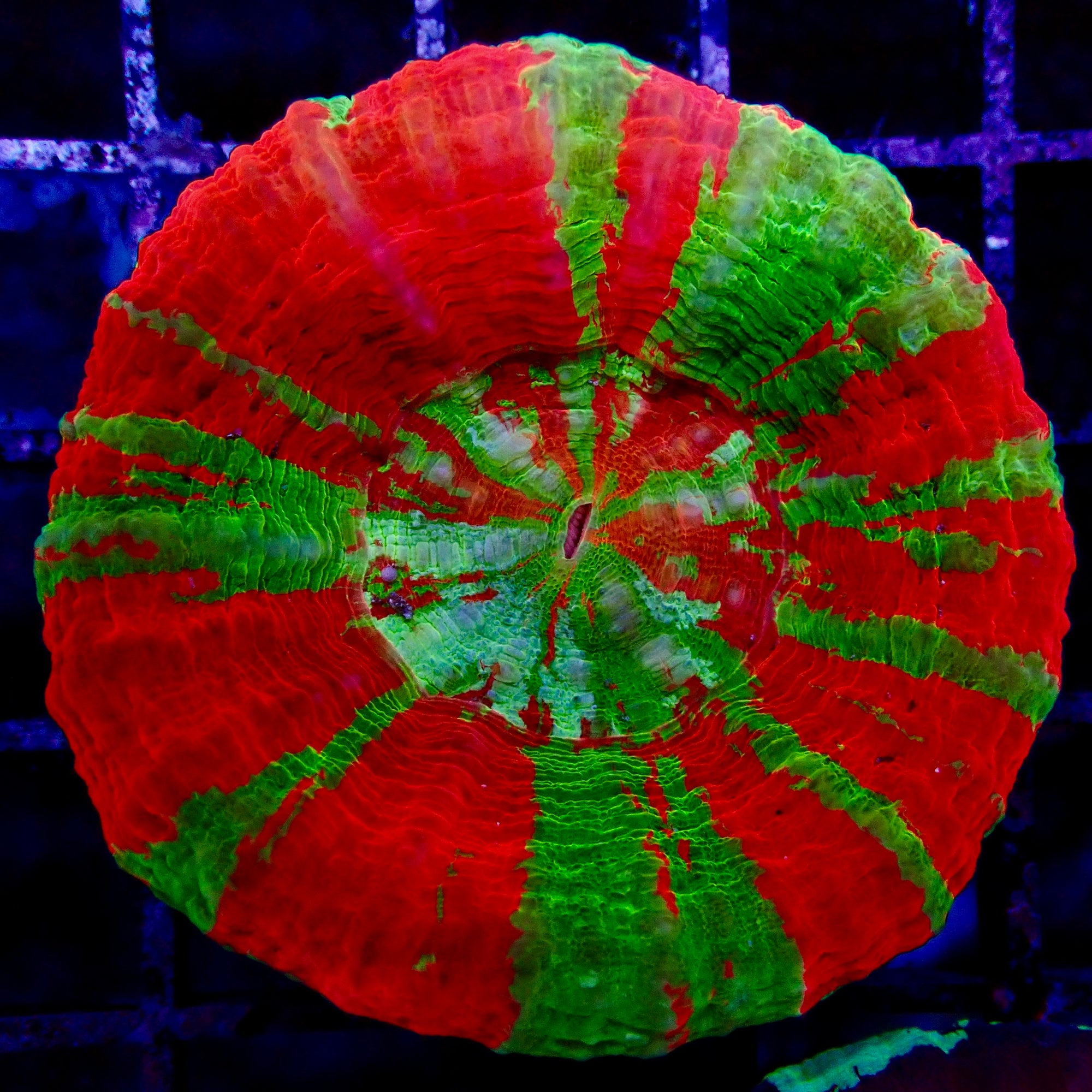 Scolymia Ultra Bleeding Apple