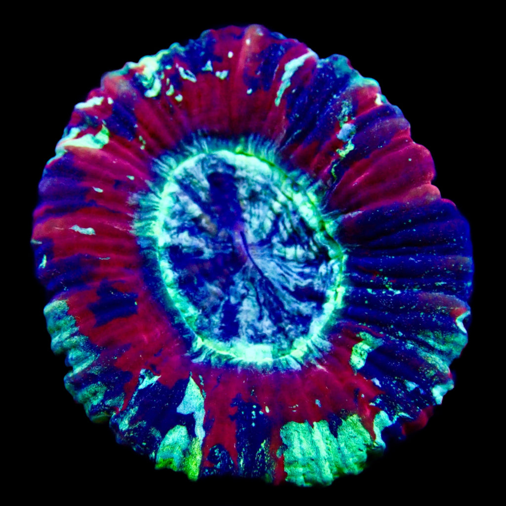 Trachyphyllia Ultra Grade Red Tiny Assortie
