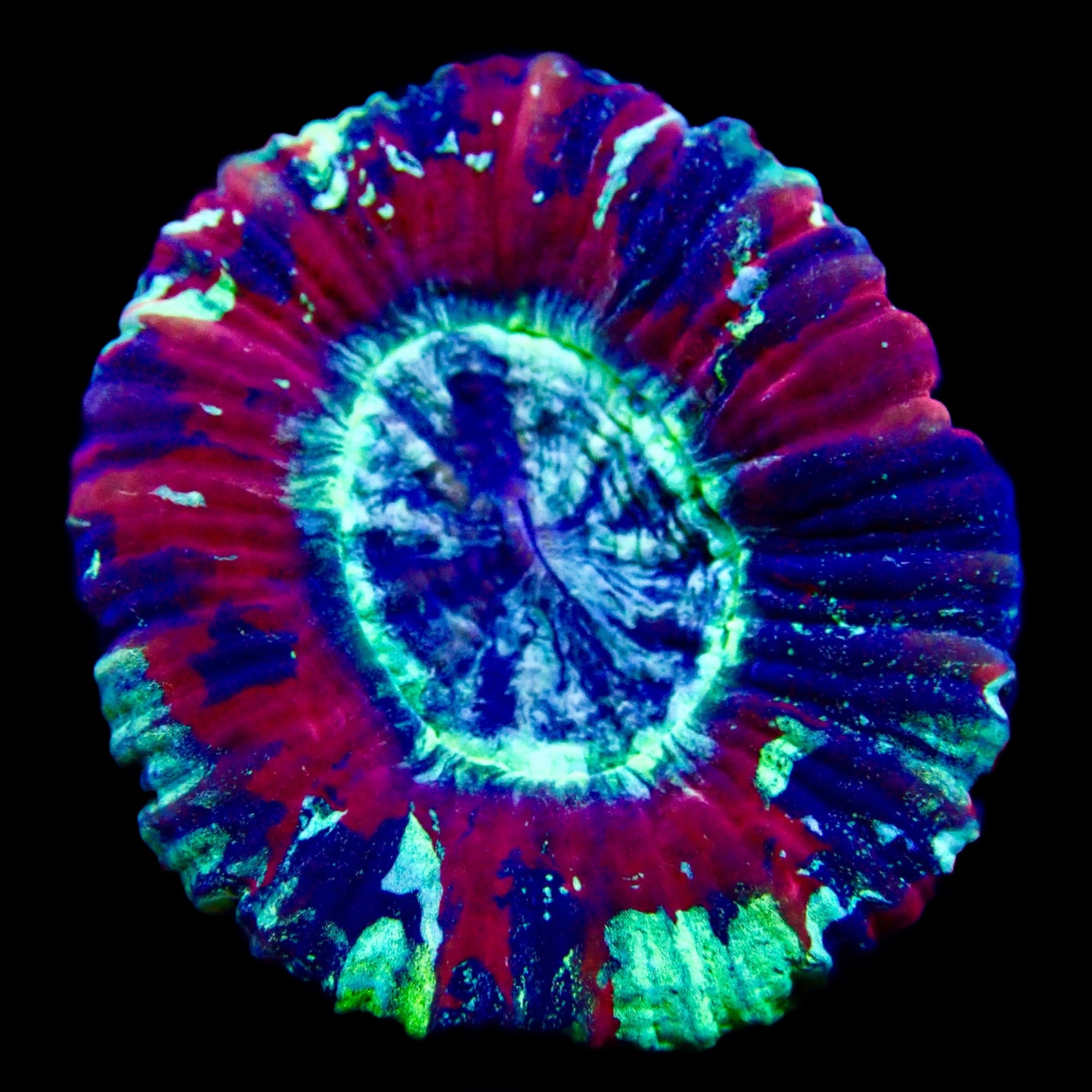 Trachyphyllia Ultra Grade Red Tiny Assortie