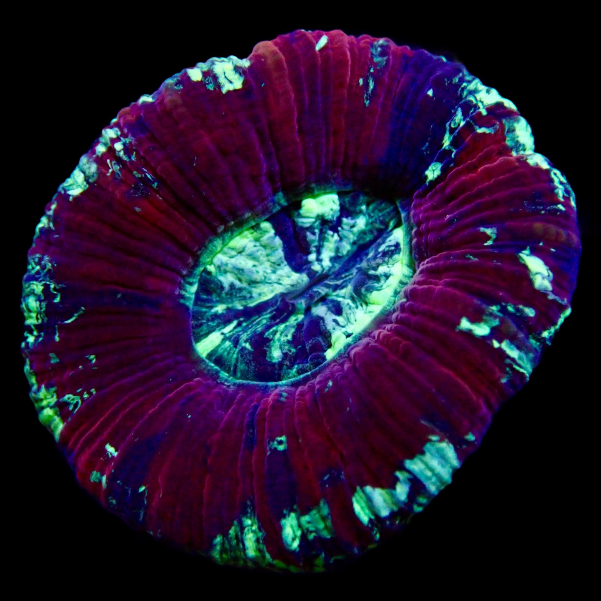 Trachyphyllia Ultra Grade Red Tiny Assortie