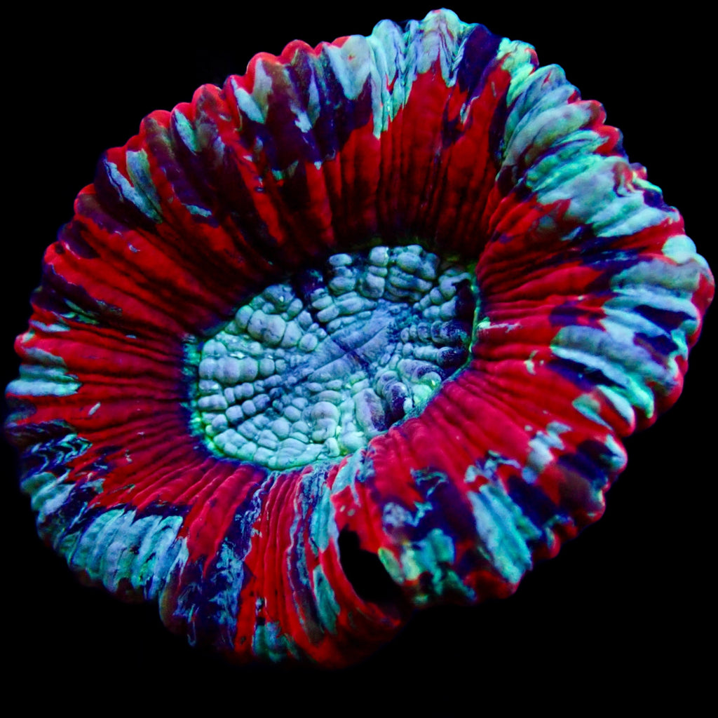 Trachyphyllia Ultra Grade Red Tiny Assortie