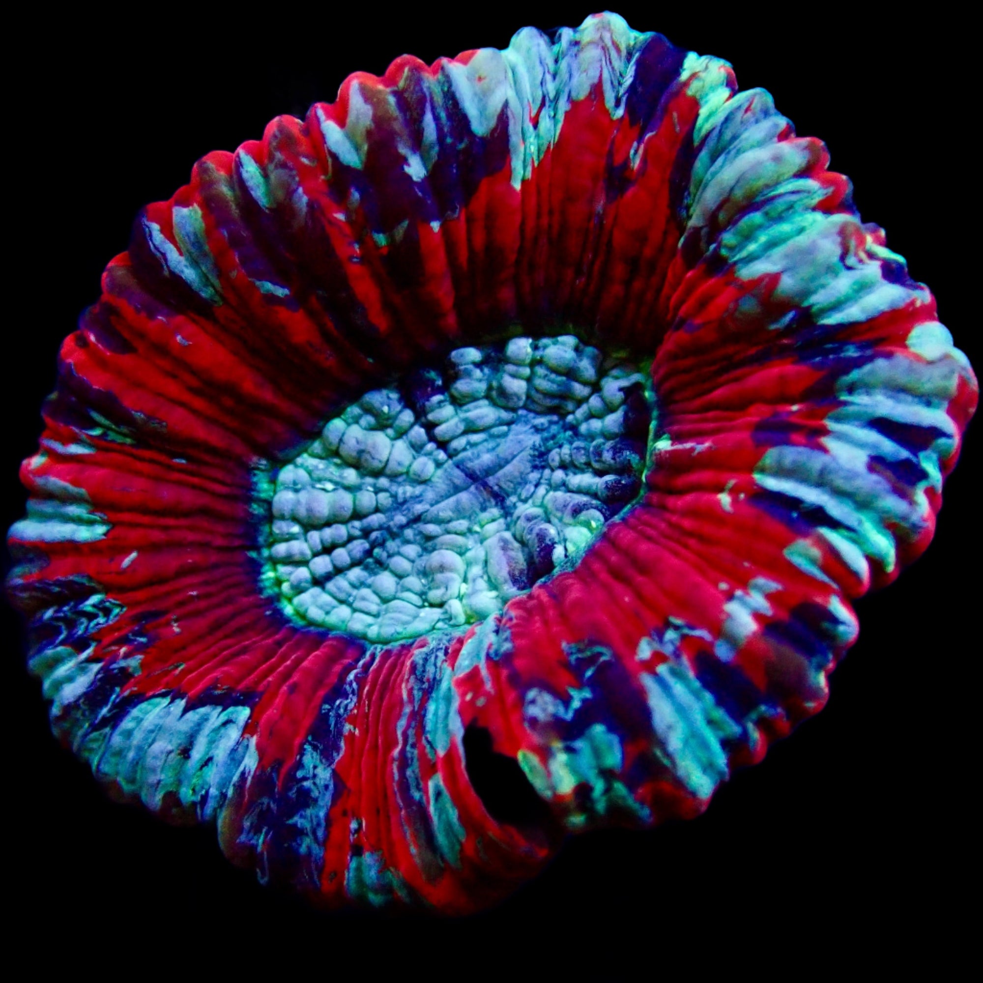 Trachyphyllia Ultra Grade Red Tiny Assortie