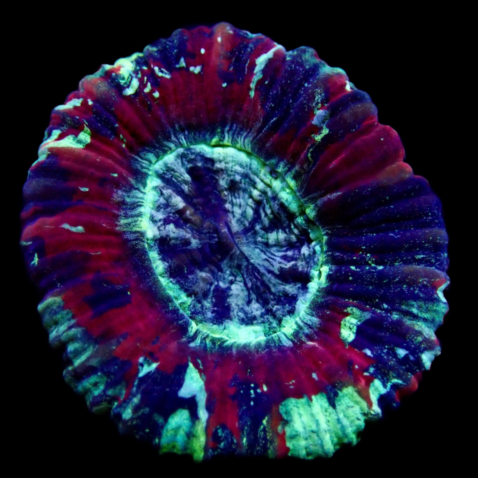 Trachyphyllia Ultra Grade Red Tiny Assortie