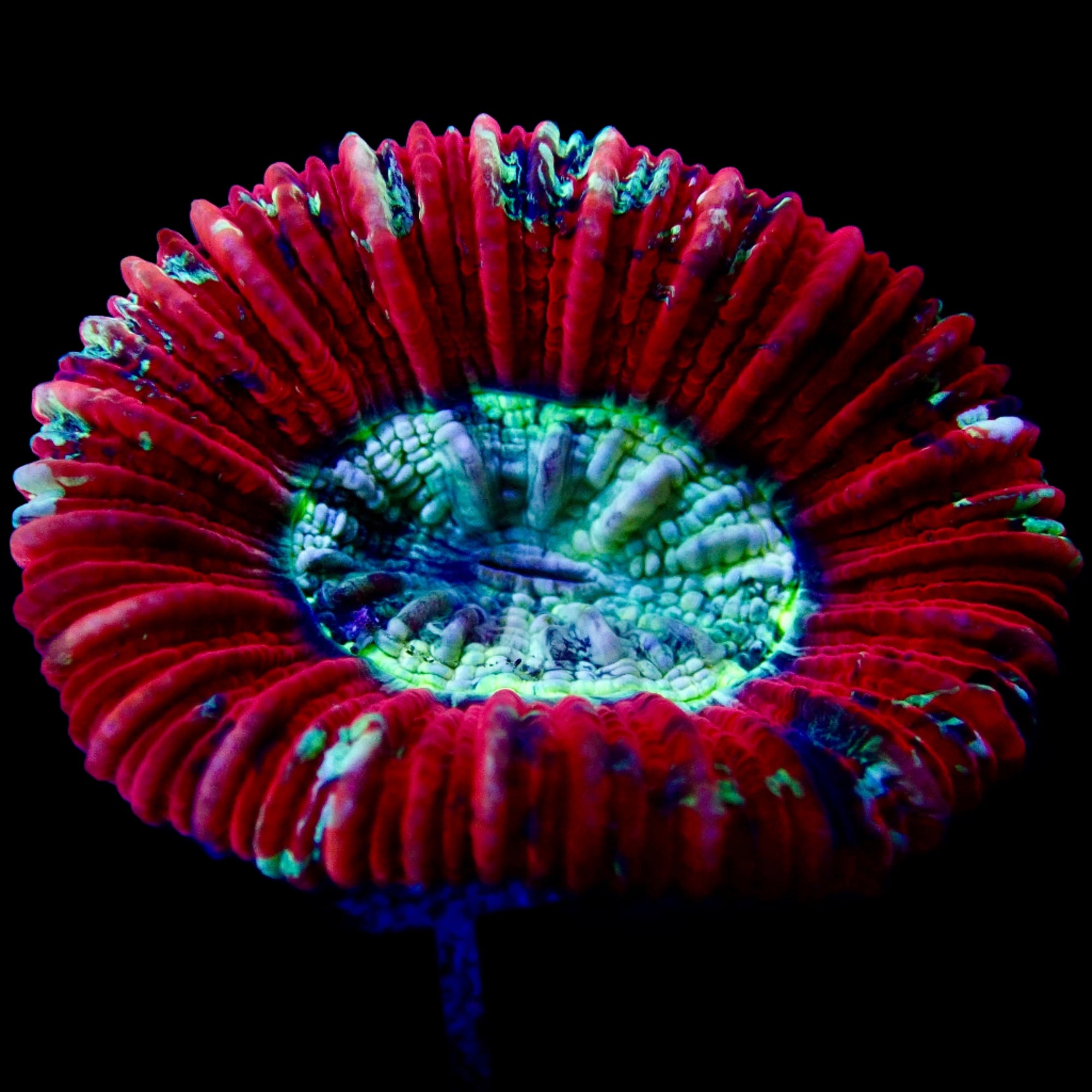 Trachyphyllia Ultra Grade Red Tiny Assortie