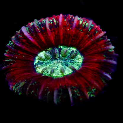 Trachyphyllia Ultra Grade Red Tiny Assortie