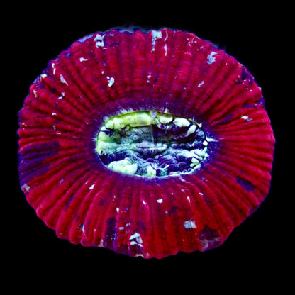 Trachyphyllia Ultra Grade Red Tiny Assortie