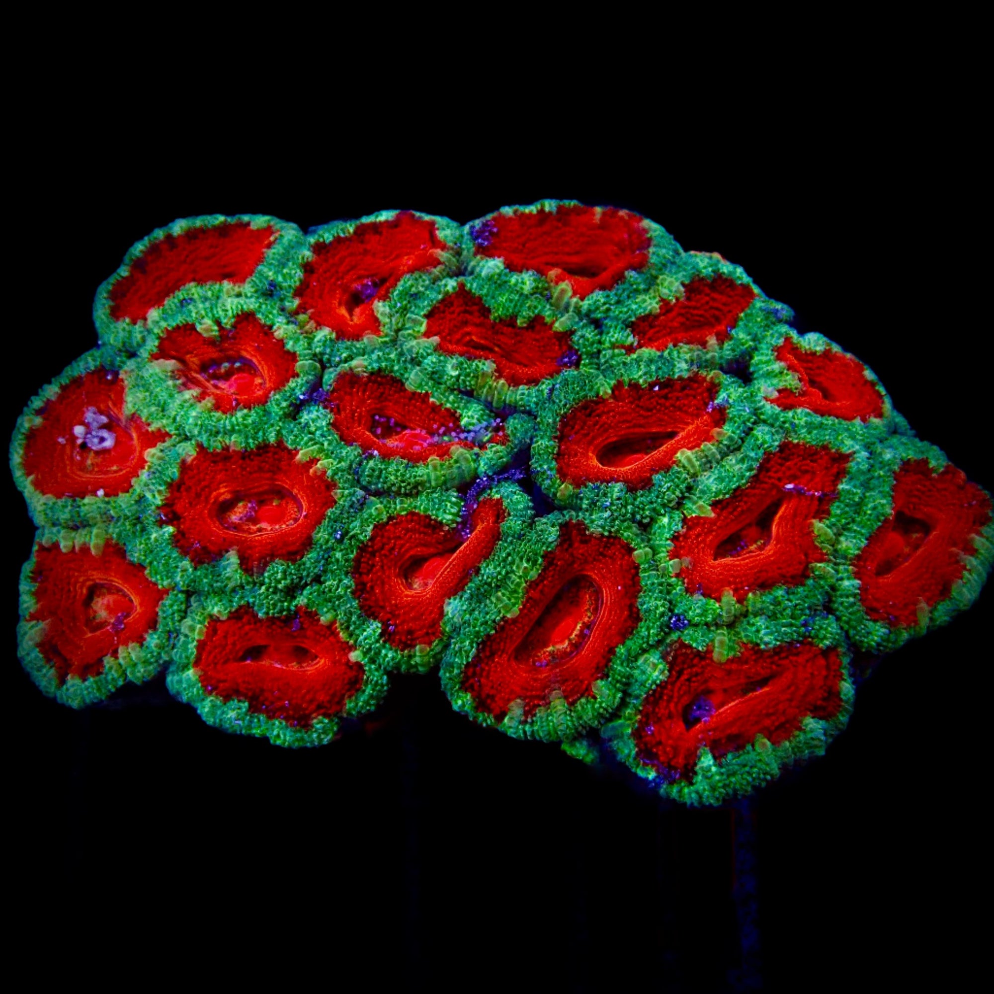 Acanthastrea Lordhowensis Ultra Colony