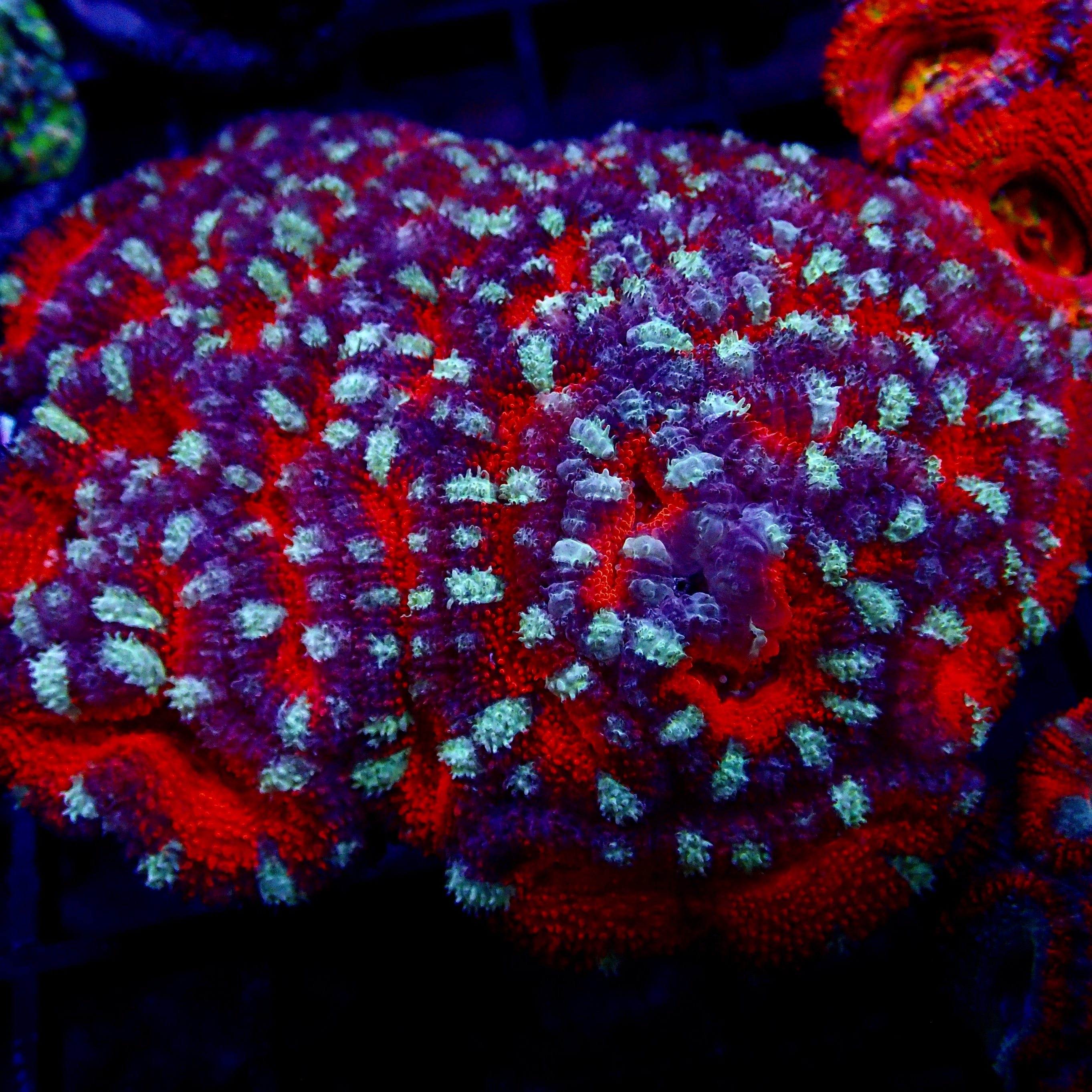 Acanthastrea Lordhowensis Ultra Colony – Aquarium ReefSolution inc.