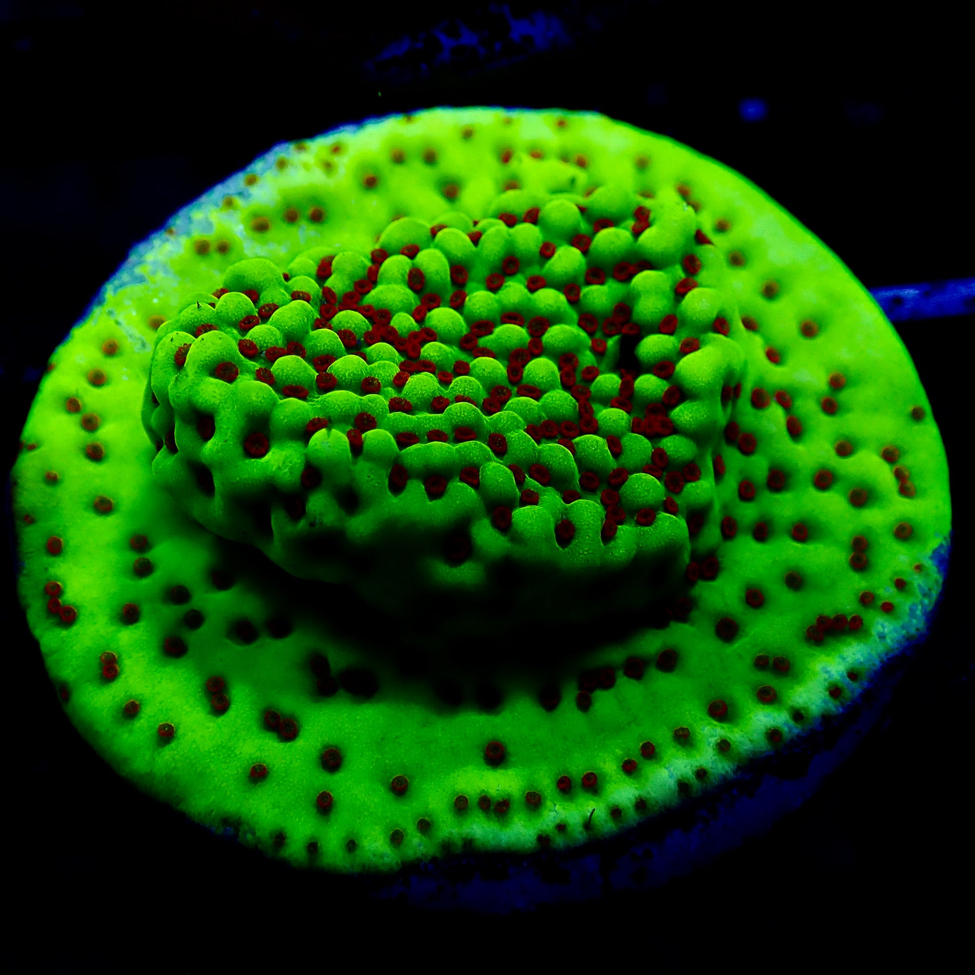 Leptoseris foliosa Encrusting