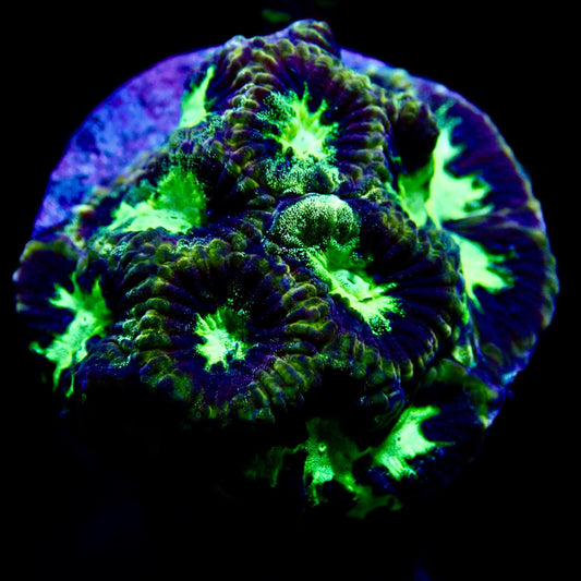 Maze Coral frag