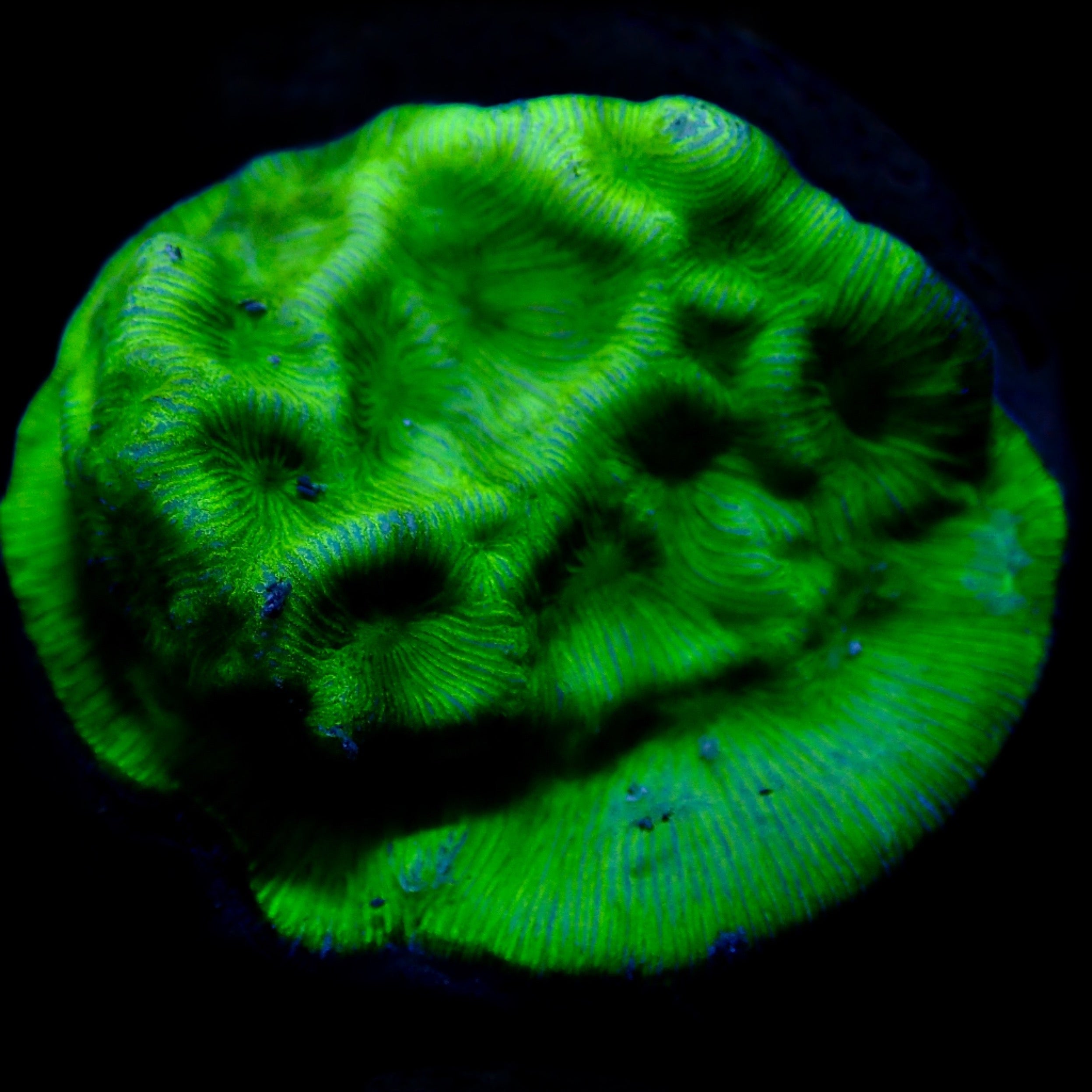 Chalice green frag – Aquarium ReefSolution inc.