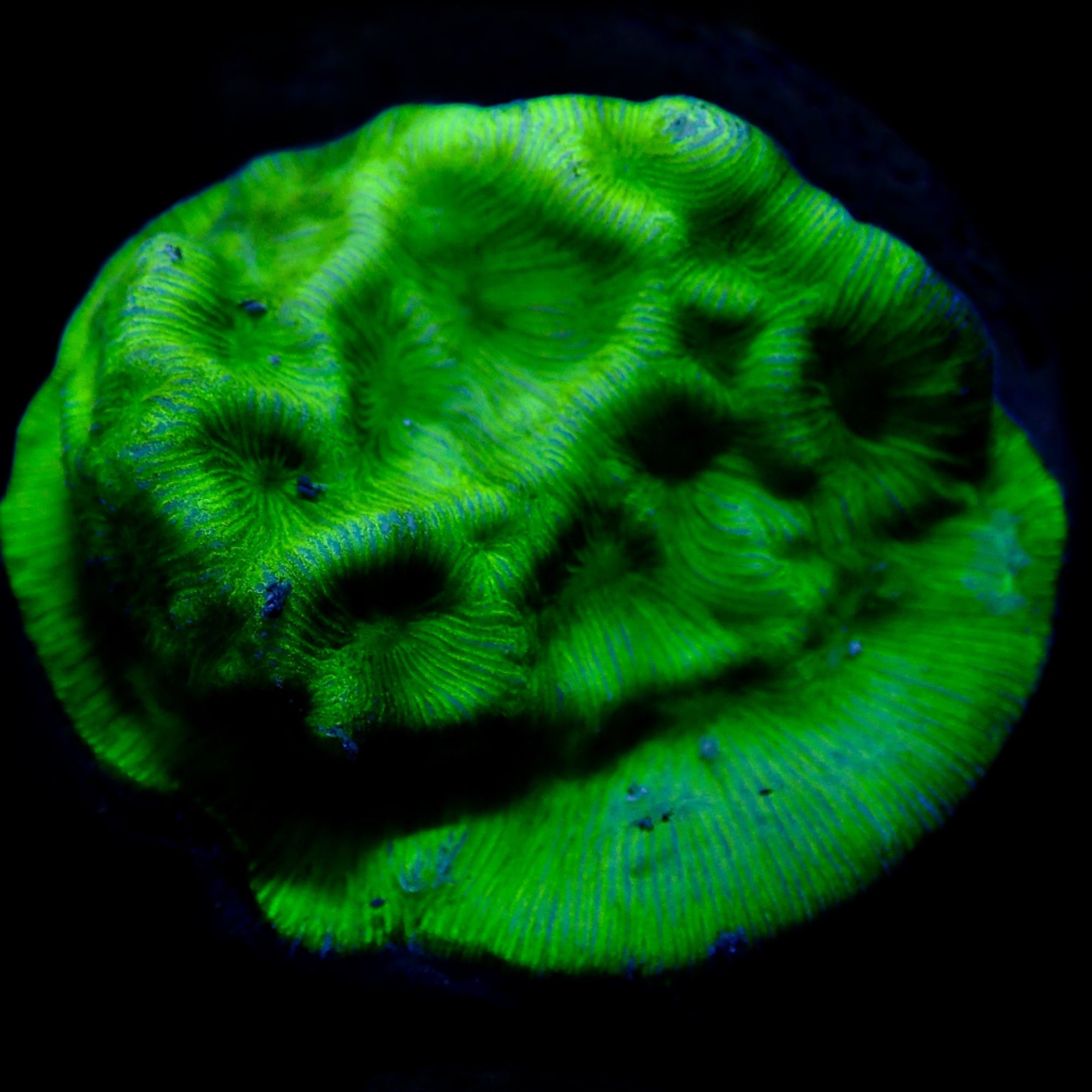 Chalice green frag