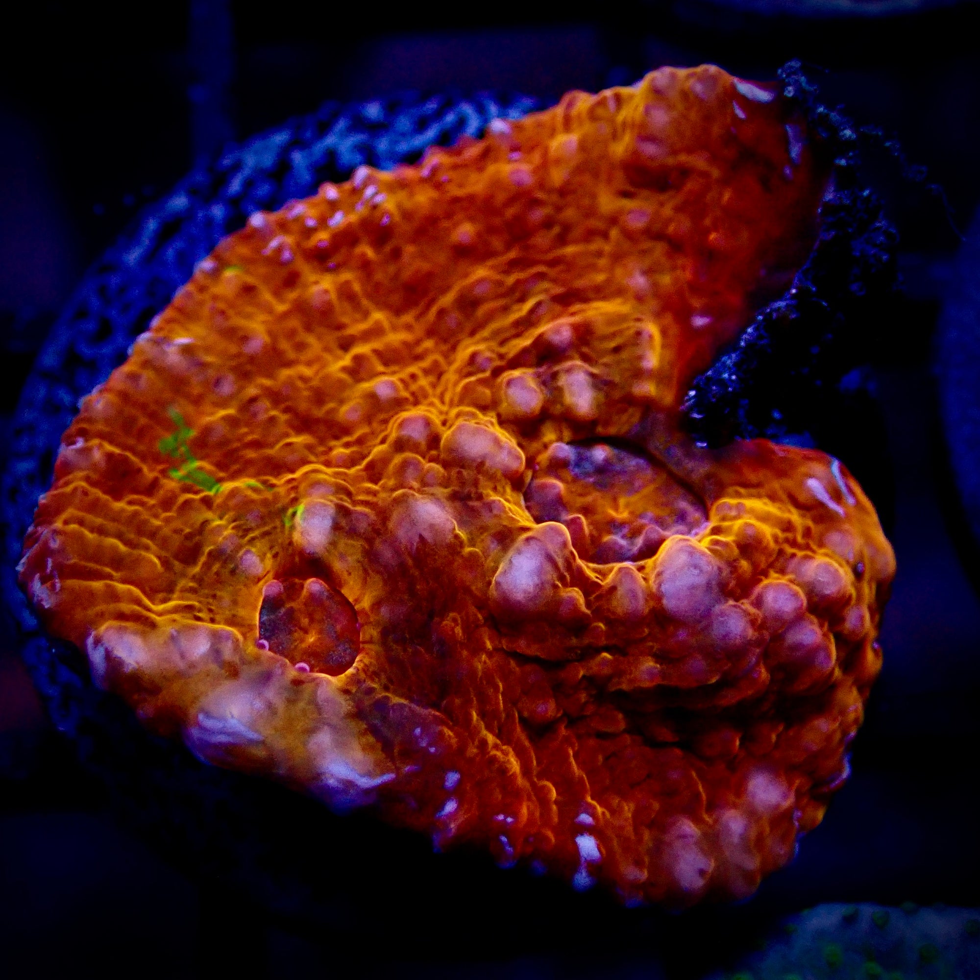 Ultra Chalice frag