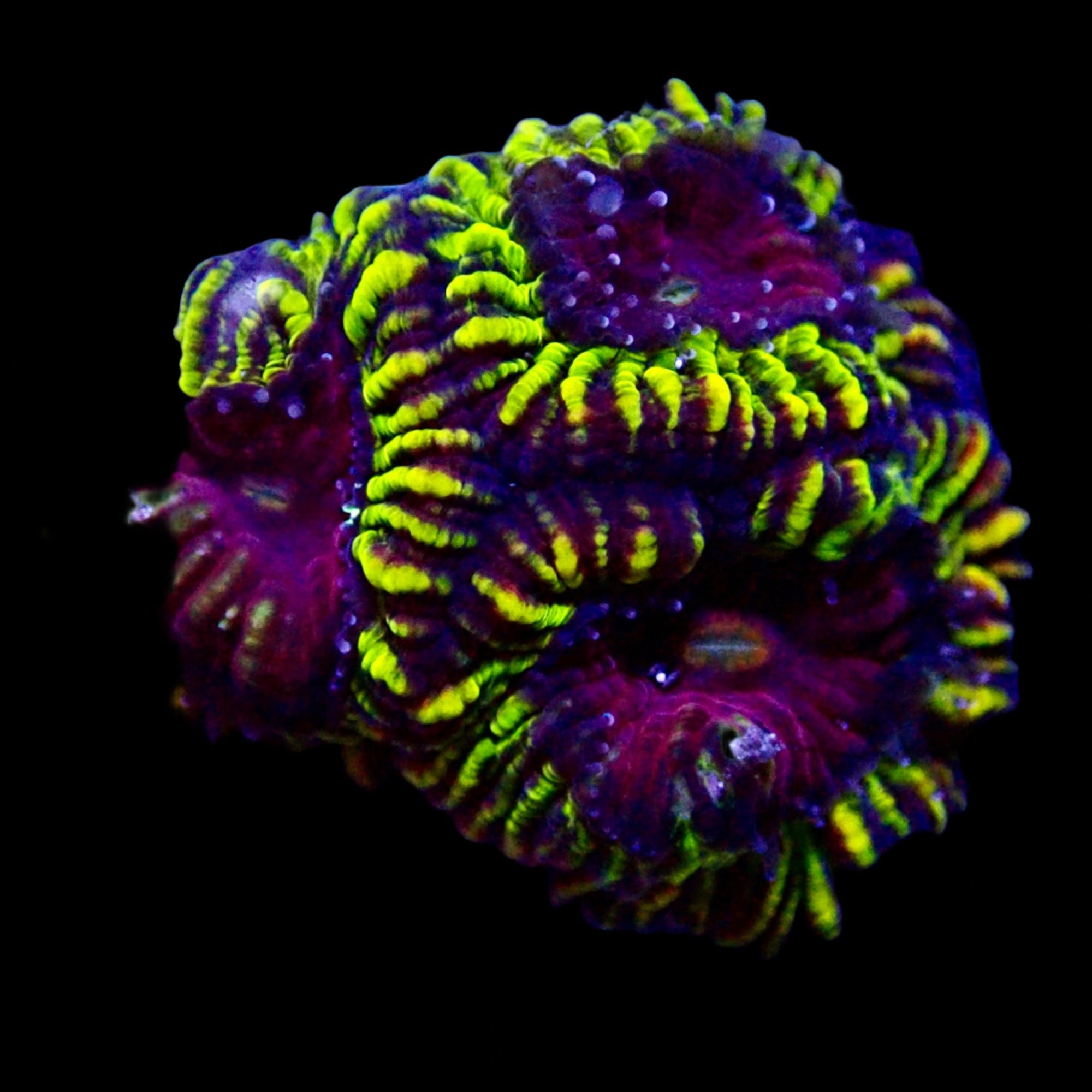 Favia Ultra Frag