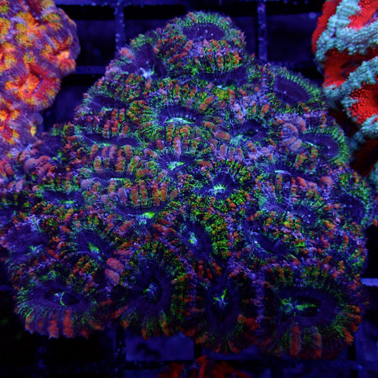 Acanthastrea Lordhowensis Ultra Rainbow Colony