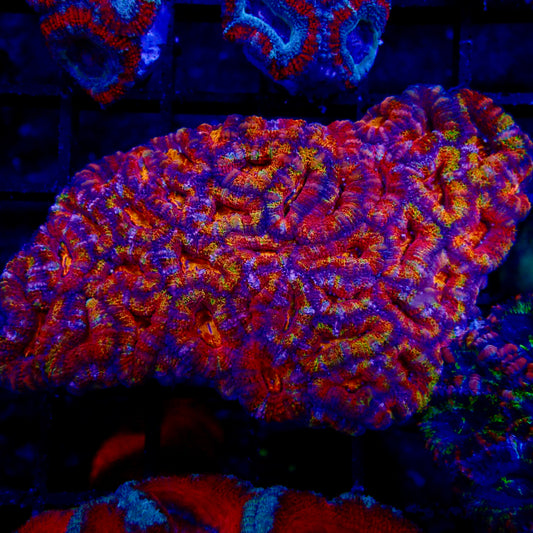 Acanthastrea Lordhowensis Ultra Rainbow Colony