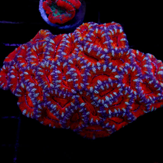 Acanthastrea Lordhowensis Ultra  Colony