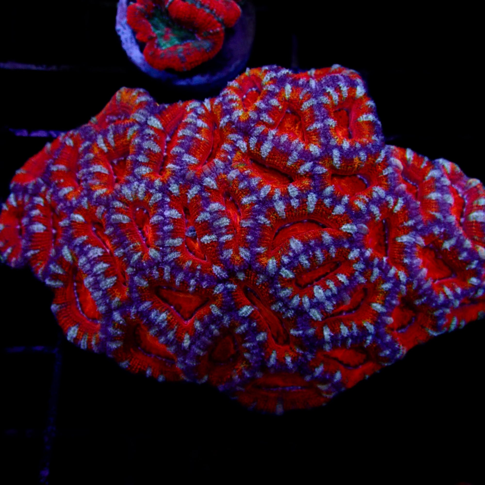 Acanthastrea Lordhowensis Ultra Colony