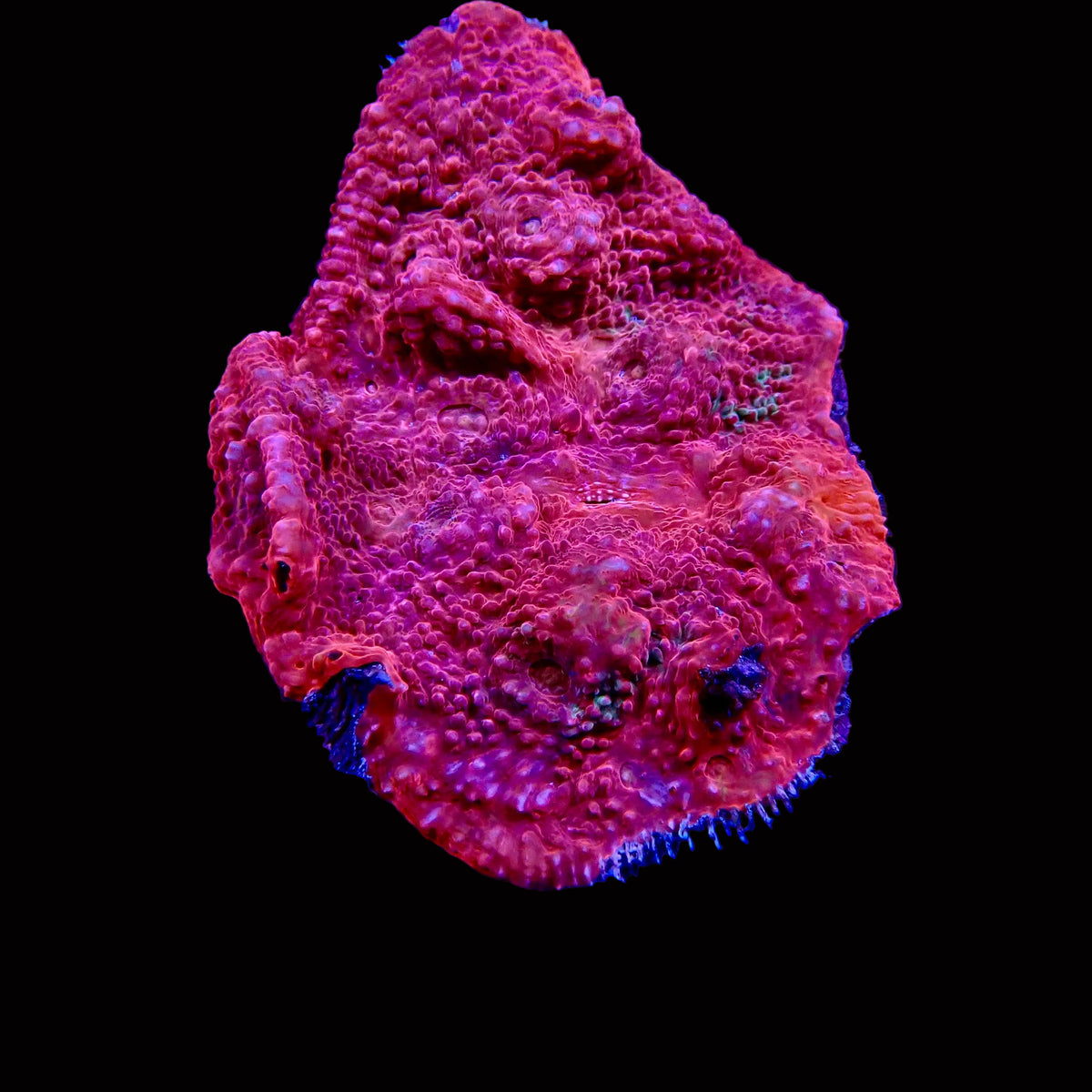 Chalice Ultra - Echinophyllia sp.