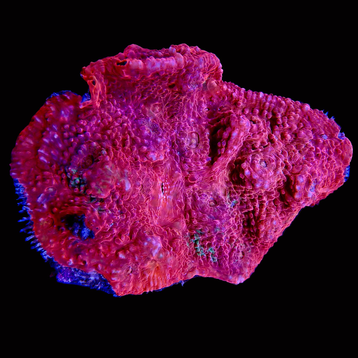 Chalice Ultra - Echinophyllia sp.