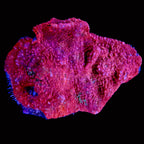 Chalice Ultra - Echinophyllia sp.