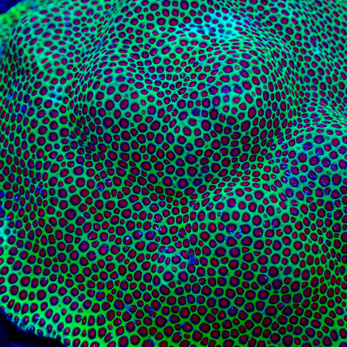 Montipora capricornis Vision Colony