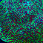 Montipora capricornis Vision Colony