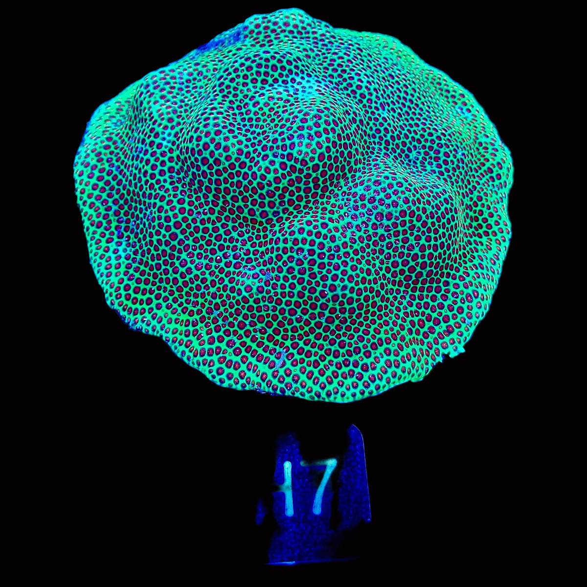 Montipora capricornis Vision Colony