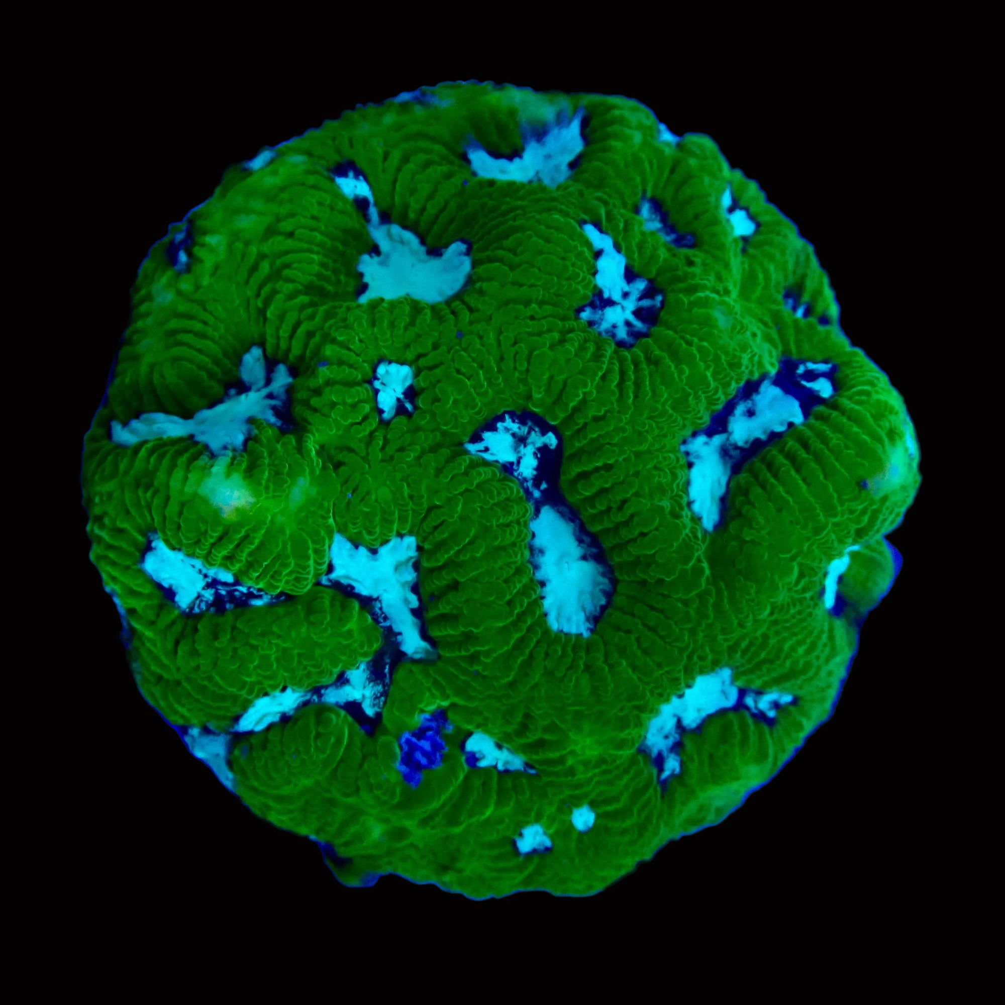 Platygyra sp. Ultra Aussie Maze