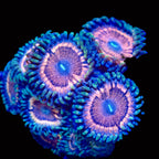 Peach Pink Psychedelics Zoanthid