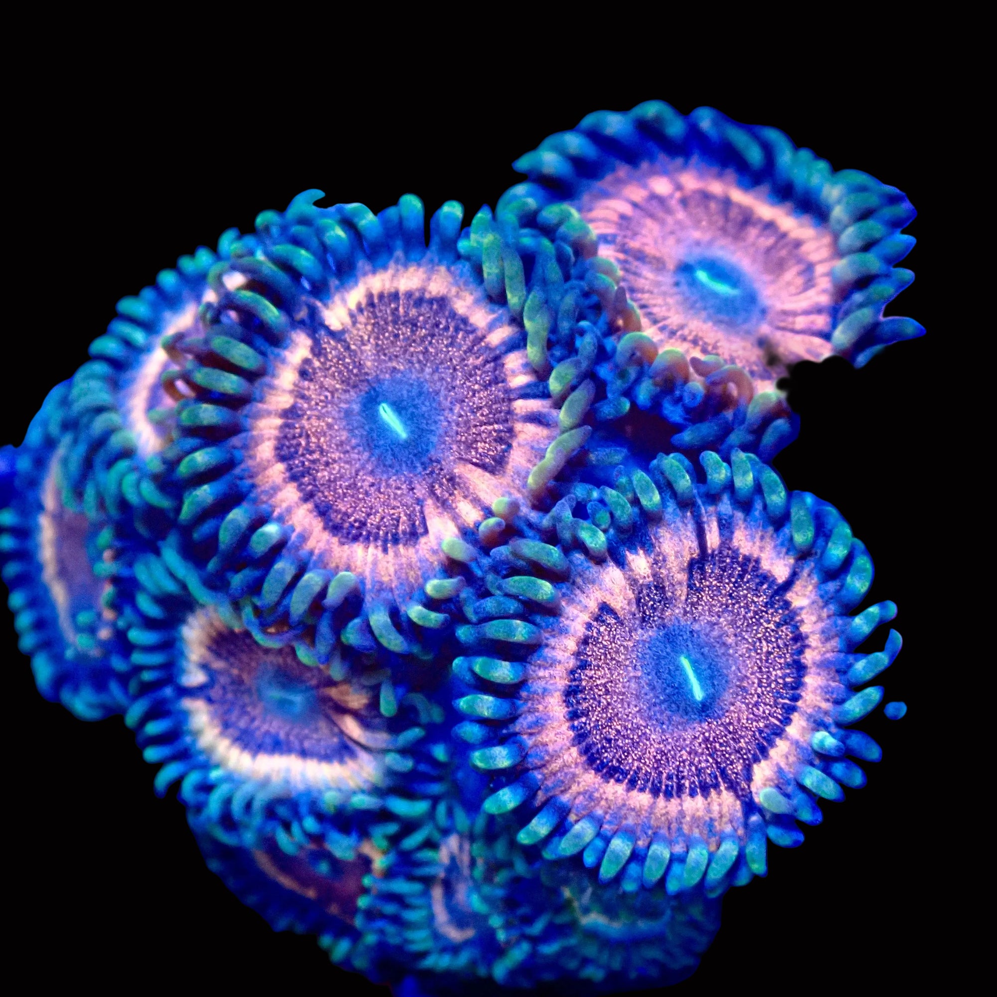 Peach Pink Psychedelics Zoanthid