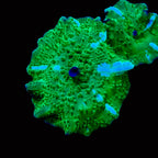Marbled Metallic Watermelon Discosoma Mushroom