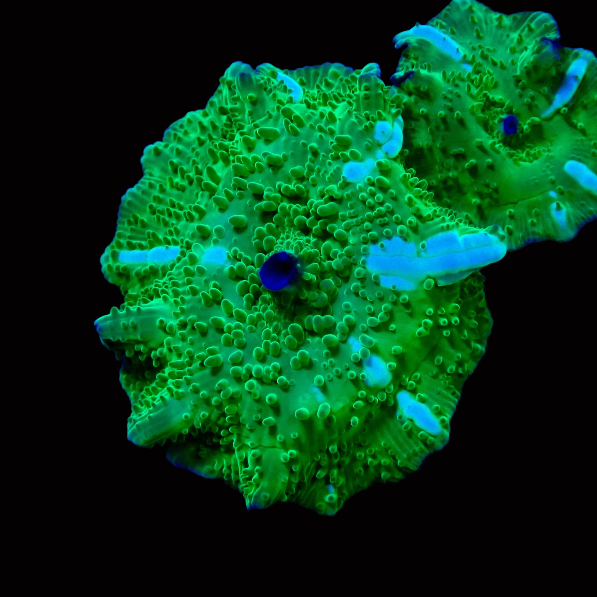 Marbled Metallic Watermelon Discosoma Mushroom