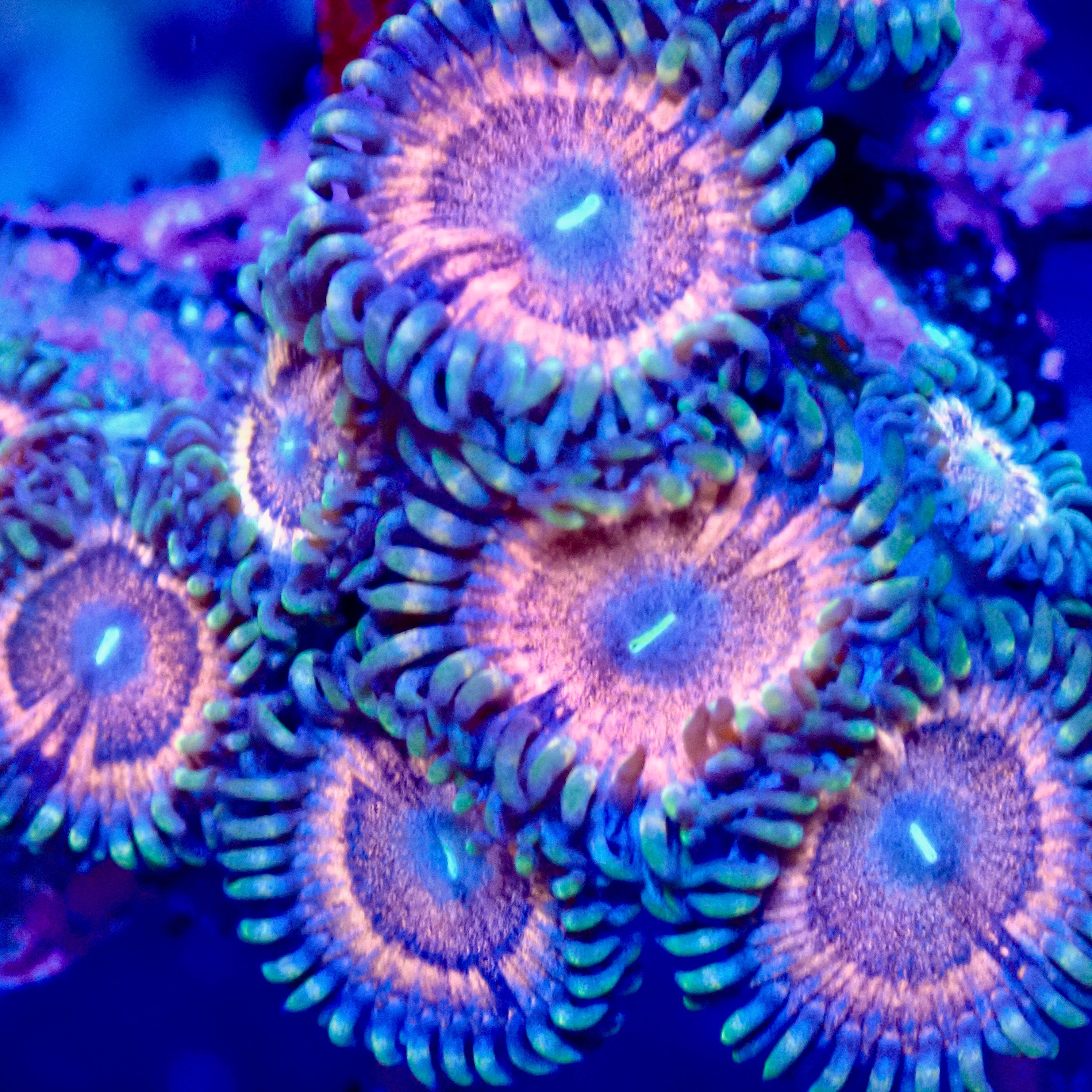 Peach Pink Psychedelics Zoanthid – Fluorescent Peach Coral Polyp