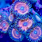 Peach Pink Psychedelics Zoanthid