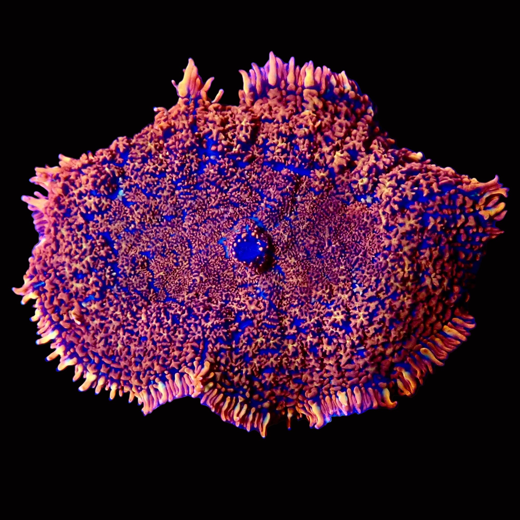 Firestorm Rhodactis Mushroom