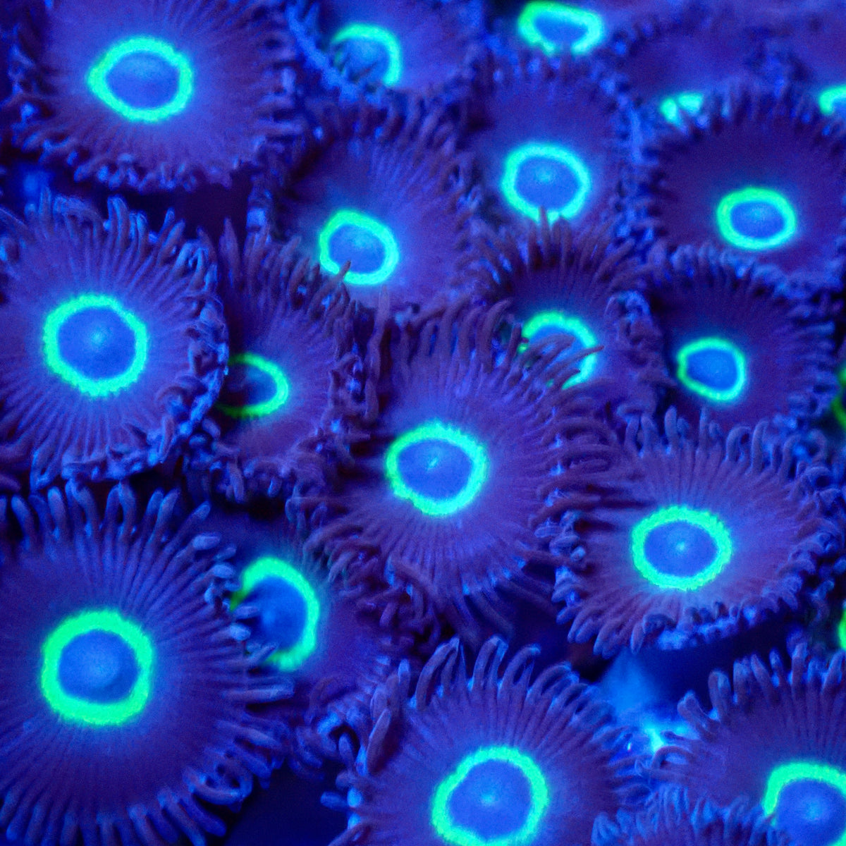 Blue Macaw Zoanthid