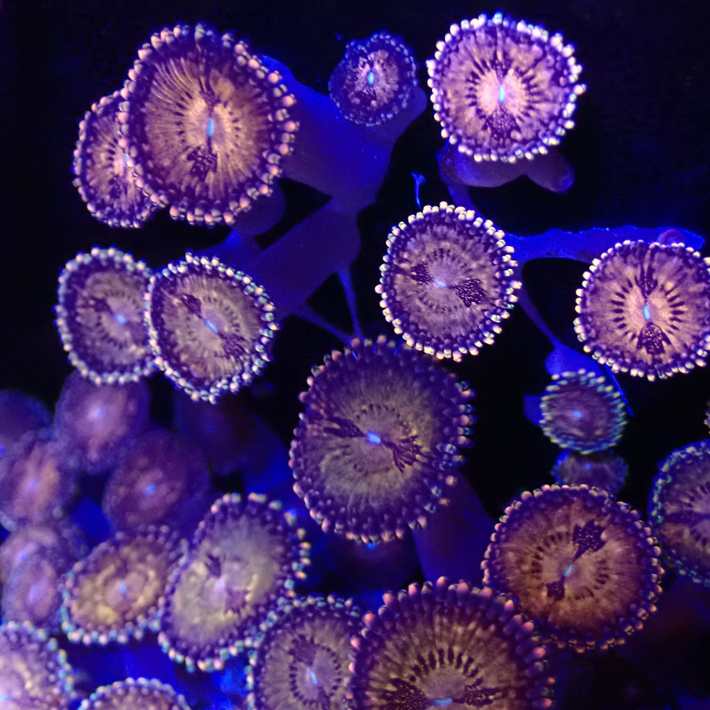 Space Monster Zoanthid