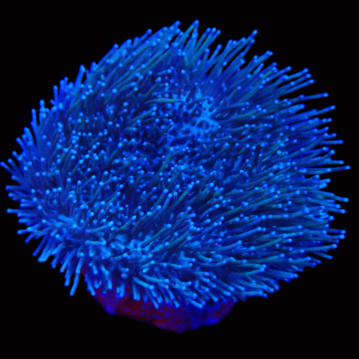 Sarcophyton glaucum