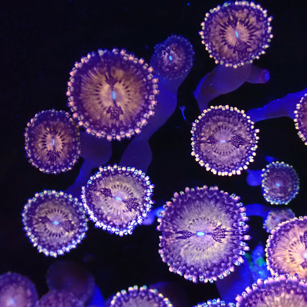 Space Monster Zoanthid