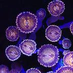 Space Monster Zoanthid