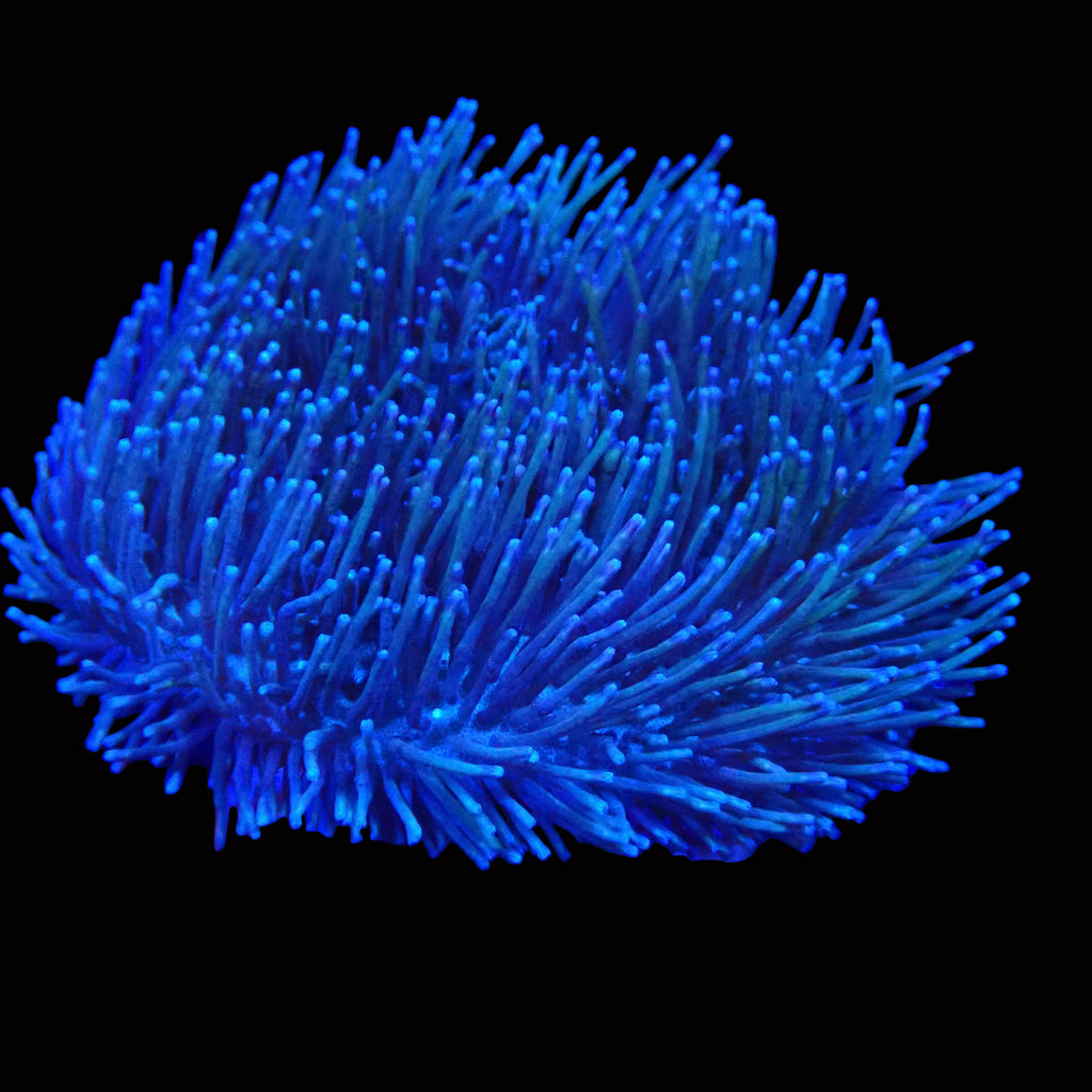Sarcophyton glaucum